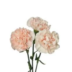 Carnation Novelty Light Pink Antique