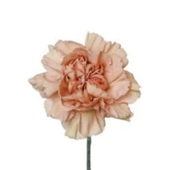 Carnation Novelty Beige