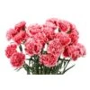 Carnation Novelty Dark Rose Red Color