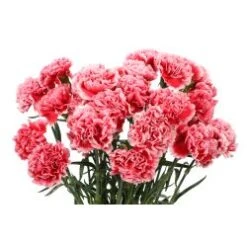 Carnation Novelty Dark Rose Red Color