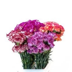 Carnation Novelties - Fancy, Select