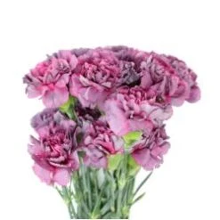Carnation Novelty Lavender Grey Hypnosis