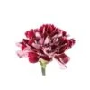 Carnation Burgundy With Light Tips