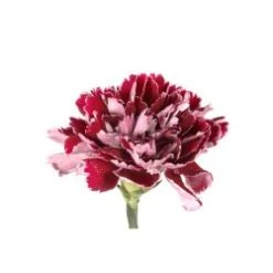 Carnation Burgundy With Light Tips