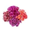 Carnation Novelty Standard, 400 Stems Per Case