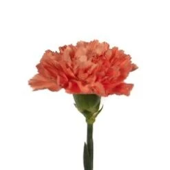 Carnation Orange - Fancy, Select