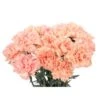Carnation Peach - Select Grade
