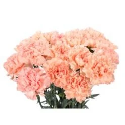 Carnation Peach - Select Grade