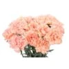 Carnation Light Peach - Select Grade