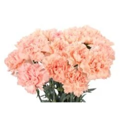Carnation Light Peach - Select Grade