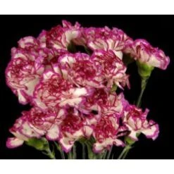 Carnation Variegated Purple With White - Fancy, Select