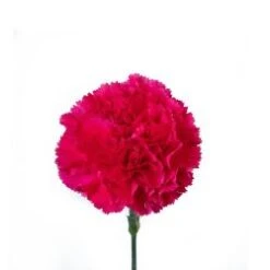 Carnation Hot Pink - Fancy