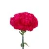 Carnation Hot Pink - Select