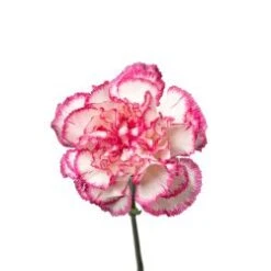 Carnation White With Pink Edges - Fancy, Select