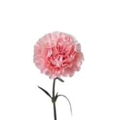 Carnation Light Pink - Fancy