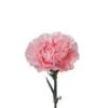 Carnation Light Pink Select