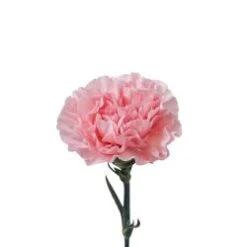 Carnation Light Pink Select