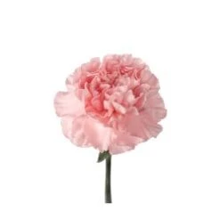 Carnation Blush Very Light Pink - Fancy, Select