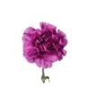 Carnation Purple Moonshade