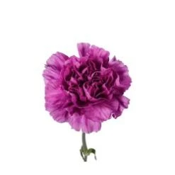 Carnation Purple Moonshade