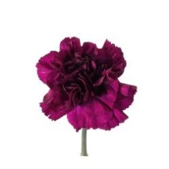 Carnation Deep Deep Purple Moonvista