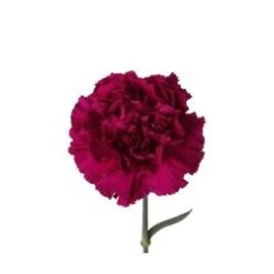 Carnation Dark Purple - Fancy, Select