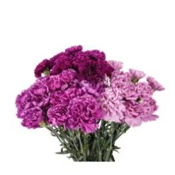 Carnation Moon Series Assorted, 100 Stem Per Case