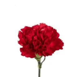 Carnation Red Select
