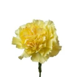 Carnation Bright Yellow - Fancy, Select