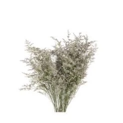 Limonium Caspia Misty Blue