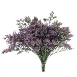 Limonium Caspia Purple, Main Blue, 70cm