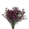 Limonium Caspia Purple Shooting Star, 70cm