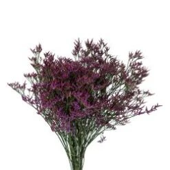 Limonium Caspia Purple Shooting Star, 70cm
