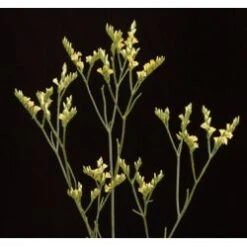 Limonium Caspia Yellow Diamond, 70cm