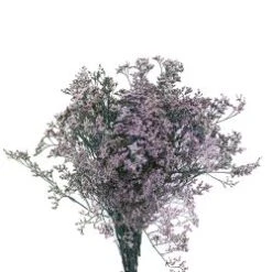 Limonium Caspia Pink, 70 Cm