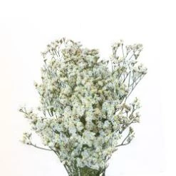 Limonium White Caspia Sinensis Super - Pina Colada
