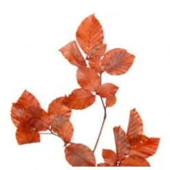 Copper Beech Leaves Bronze-Brown