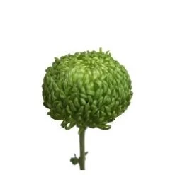 Cremon Green Ball, Bombellini