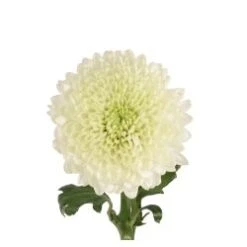 Cremon Pure White - Vladimir, Gagarin, Snow