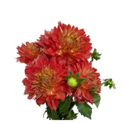 Dahlia Orange Flat Variety NO FED-EX