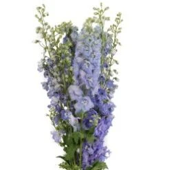 Delphinium Hybrid Light Blue, 80 To 90cm
