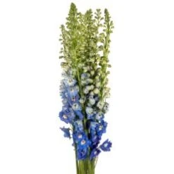 Delphinium Hybrid Short Dark Blue, 70 Cm, 10 Stem Bunch