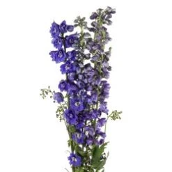 Delphinium Hybrid Dark Blue, 80 To 90cm