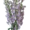 Delphinium Hybrid Pinky Lavender, 80 To 90 Cm