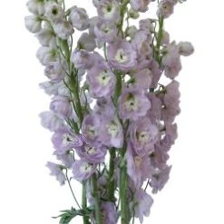Delphinium Hybrid Pinky Lavender, 80 To 90 Cm
