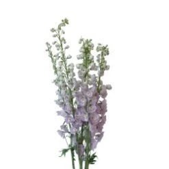 Delphinium Hybrid Pinky Lavender, 100-120 Cm