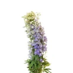 Delphinium Hybrid Lavender, 80 To 90cm