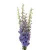 Delphinium Hybrid Lavender Super, 100 To 120cm