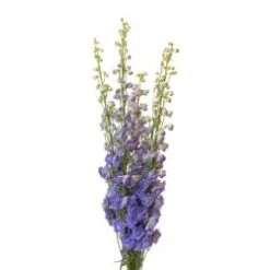 Delphinium Hybrid Lavender Super, 100 To 120cm