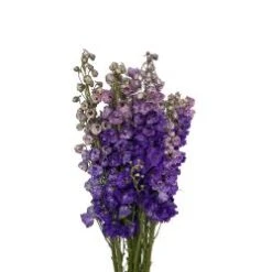 Delphinium Hybrid Short Purple, Sold By The Bunch